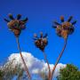 © Copyright - Raphael Kessler 2013 - England - Wakehurst Place - Seed sculpture