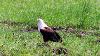 (c) Copyright - Raphael Kessler 2011 - Botswana - Okavango Delta - Fish eagle