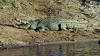 (c) Copyright - Raphael Kessler 2011 - Botswana - Okavango Delta - Crocodile rock