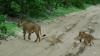 (c) Copyright - Raphael Kessler 2011 - Botswana - Okavango Delta - Lioness and cub