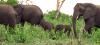 (c) Copyright - Raphael Kessler 2011 - Namibia - Etosha National Park - Elephants