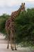 (c) Copyright - Raphael Kessler 2011 - Namibia - Etosha National Park - Giraffe