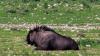 (c) Copyright - Raphael Kessler 2011 - Namibia - Etosha National Park - Gnu