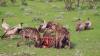 (c) Copyright - Raphael Kessler 2011 - Namibia - Etosha National Park - Hyaenas devouring a wildebeest