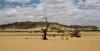 (c) Copyright - Raphael Kessler 2011 - Namibia - Okakujo - charred tree in the desert