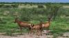 (c) Copyright - Raphael Kessler 2011 - Namibia - Etosha National Park - Red hartebeest