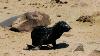 (c) Copyright - Raphael Kessler 2011 - Namibia - Cape cross seal colony - seal pup