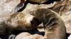 (c) Copyright - Raphael Kessler 2011 - Namibia - Cape cross seal colony - seals kissing