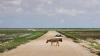 (c) Copyright - Raphael Kessler 2011 - Namibia - Etosha National Park - Zebra crossing