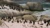 (c) Copyright - Raphael Kessler 2011 - South Africa - Boulder beach penguins