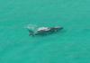 (c) Copyright - Raphael Kessler 2011 - South Africa - Southern right whale mother and calf from the air