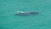 (c) Copyright - Raphael Kessler 2011 - South Africa - Southern right whale from the air