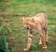 (c) Copyright - Raphael Kessler 2011 - South Africa - Cheetah cub