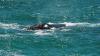 (c) Copyright - Raphael Kessler 2011 - South Africa - De Kelders - Southern right whale blowing