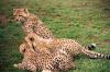 (c) Copyright - Raphael Kessler 2011 - South Africa - Cheetah cubs