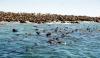 (c) Copyright - Raphael Kessler 2011 - South Africa - Dyer island cape fur seal colony