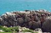 (c) Copyright - Raphael Kessler 2011 - South Africa - De Kelders - Hyrax and southern right whale