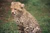 (c) Copyright - Raphael Kessler 2011 - South Africa - Cheetah cub