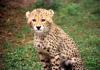 (c) Copyright - Raphael Kessler 2011 - South Africa - Cheetah cub