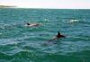 (c) Copyright - Raphael Kessler 2011 - South Africa - De Kelders - Bottle nosed dolphins