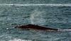 (c) Copyright - Raphael Kessler 2011 - South Africa - De Kelders - Southern right whale