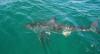 (c) Copyright - Raphael Kessler 2011 - South Africa - Great whte shark coming to look