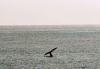 (c) Copyright - Raphael Kessler 2011 - South Africa - De Kelders - Southern right whale tail fluke