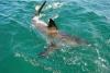 (c) Copyright - Raphael Kessler 2011 - South Africa - Great whte shark coming to look at us