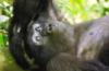 (c) Copyright - Raphael Kessler 2011 - Uganda - Bwindi Impenetrable Forest - Mountain gorillas - chilling