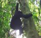 (c) Copyright - Raphael Kessler 2011 - Uganda - Bwindi Impenetrable Forest - Mountain gorillas - climbing