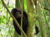 (c) Copyright - Raphael Kessler 2011 - Uganda - Bwindi Impenetrable Forest - Mountain gorillas - infant