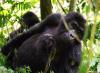 (c) Copyright - Raphael Kessler 2011 - Uganda - Bwindi Impenetrable Forest - Mountain gorillas - inquisitive