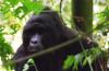 (c) Copyright - Raphael Kessler 2011 - Uganda - Bwindi Impenetrable Forest - Mountain gorillas - silverback