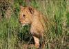 (c) Copyright - Raphael Kessler 2011 - Zimbabwe - Bernie the lion cub at four months