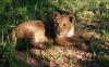 (c) Copyright - Raphael Kessler 2011 - Zimbabwe - Bernie the lion cub at four months