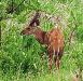 (c) Copyright - Raphael Kessler 2011 - Zimbabwe - Bushbuck