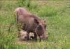 (c) Copyright - Raphael Kessler 2011 - Zimbabwe - Pumba the warthog