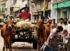 (c) Copyright - Raphael Kessler 2011 - Bangladesh - Bullock drawn cart in traffic