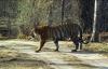 (c) Copyright - Raphael Kessler 2011 - India - Bhandavgarh Tiger - Srtolling around