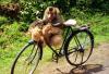 (c) Copyright - Raphael Kessler 2011 - Indonesia - Baboon on a bicycle selling coconuts