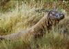 (c) Copyright - Raphael Kessler 2011 - Indonesia - Komodo - Male komodo dragon