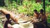 (c) Copyright - Raphael Kessler 2011 - Indonesia - Siberut - Grinding the sago palm in to  a powder