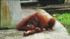 (c) Copyright - Raphael Kessler 2011 - Indonesia - Orang Utan - Begging