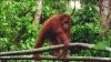 (c) Copyright - Raphael Kessler 2011 - Indonesia - Orang Utan - Strolling