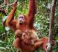 (c) Copyright - Raphael Kessler 2011 - Indonesia - Orang Utan - Mother and baby