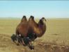 (c) Copyright - Raphael Kessler 2011 - Mongolia - Bactrian camel