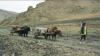 (c) Copyright - Raphael Kessler 2011 - Mongolia - Moving house - the ger being moved by horse and cart