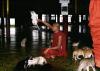 (c) Copyright - Raphael Kessler 2011 - Myanmar - Jumping Cat Monastery - Cats jumping