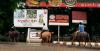 (c) Copyright - Raphael Kessler 2011 - Myanmar - Nyaung Shwe traffic - A white buffalo