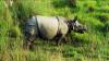 (c) Copyright - Raphael Kessler 2011 - Nepal - Asian rhino